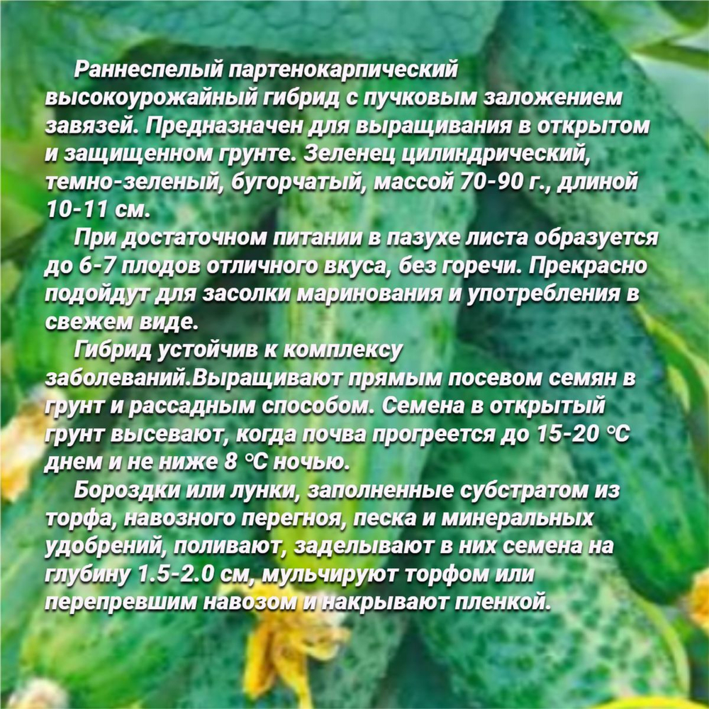 Огурец Герман F1(5 семян). Семена Алтая.