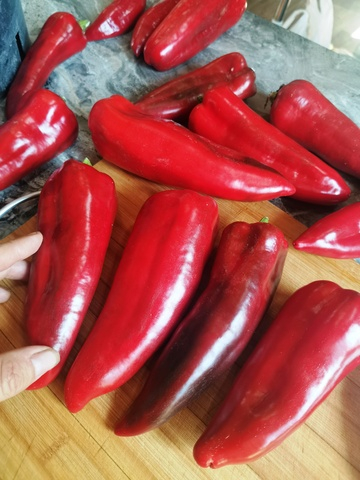 Перец Сахарный — Вишнёвое Вино