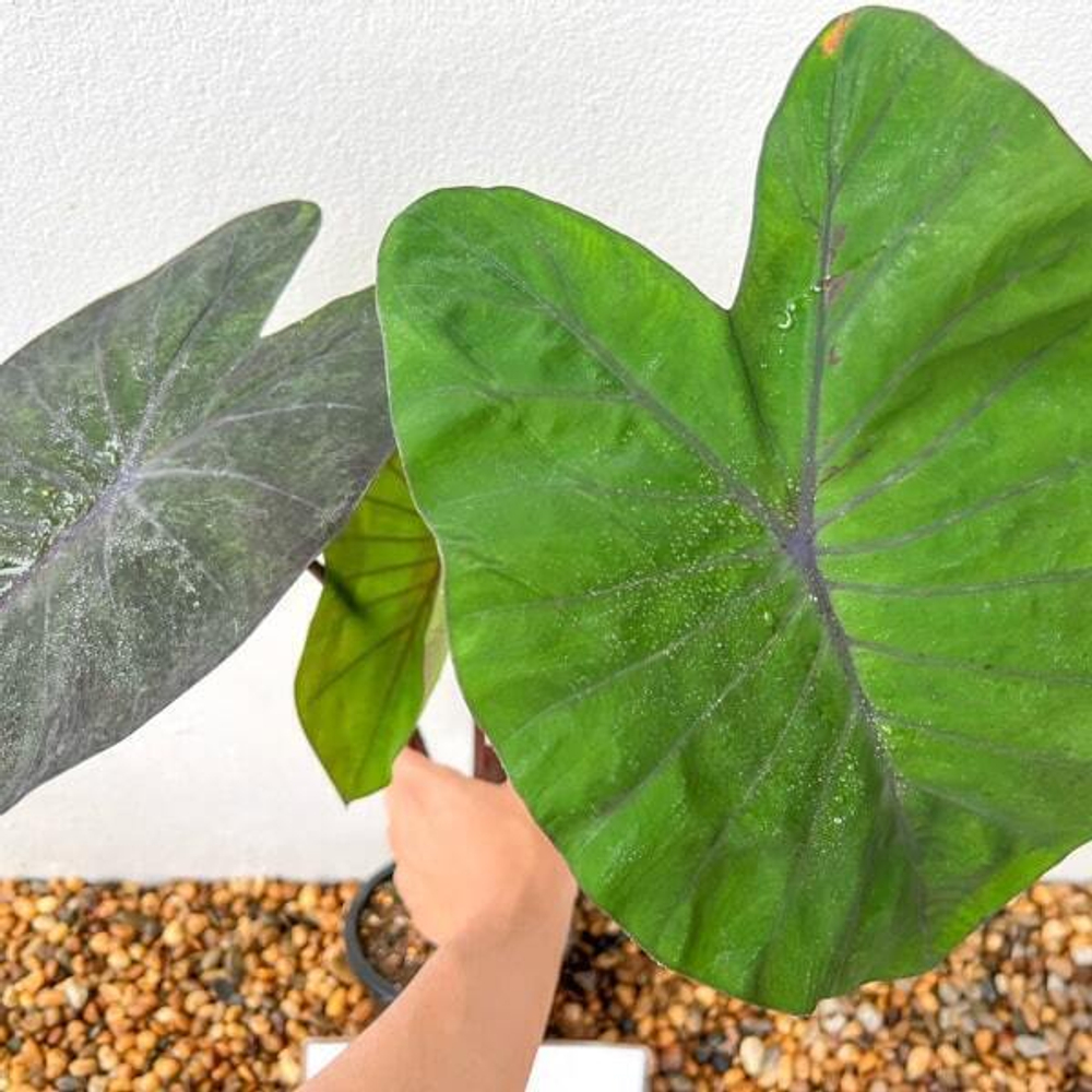 Колоказия FIRST LOVE