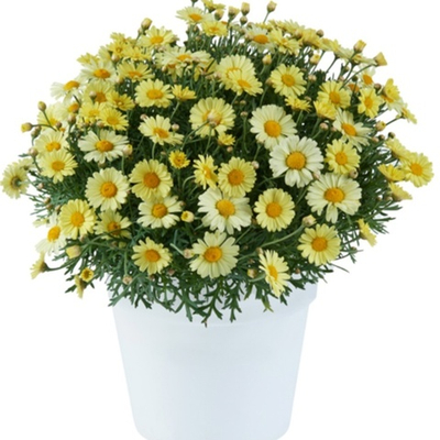 Ар2 Аргирантемум Lollies buttermint