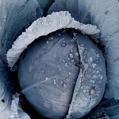 ПРЕТИНО F1 семена капусты краснокочанной (Takii | Alexagro)