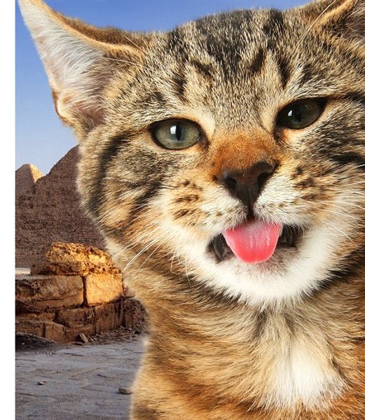 Кошачий язык скоро запатентуют Кошачий язык скоро запатентуют