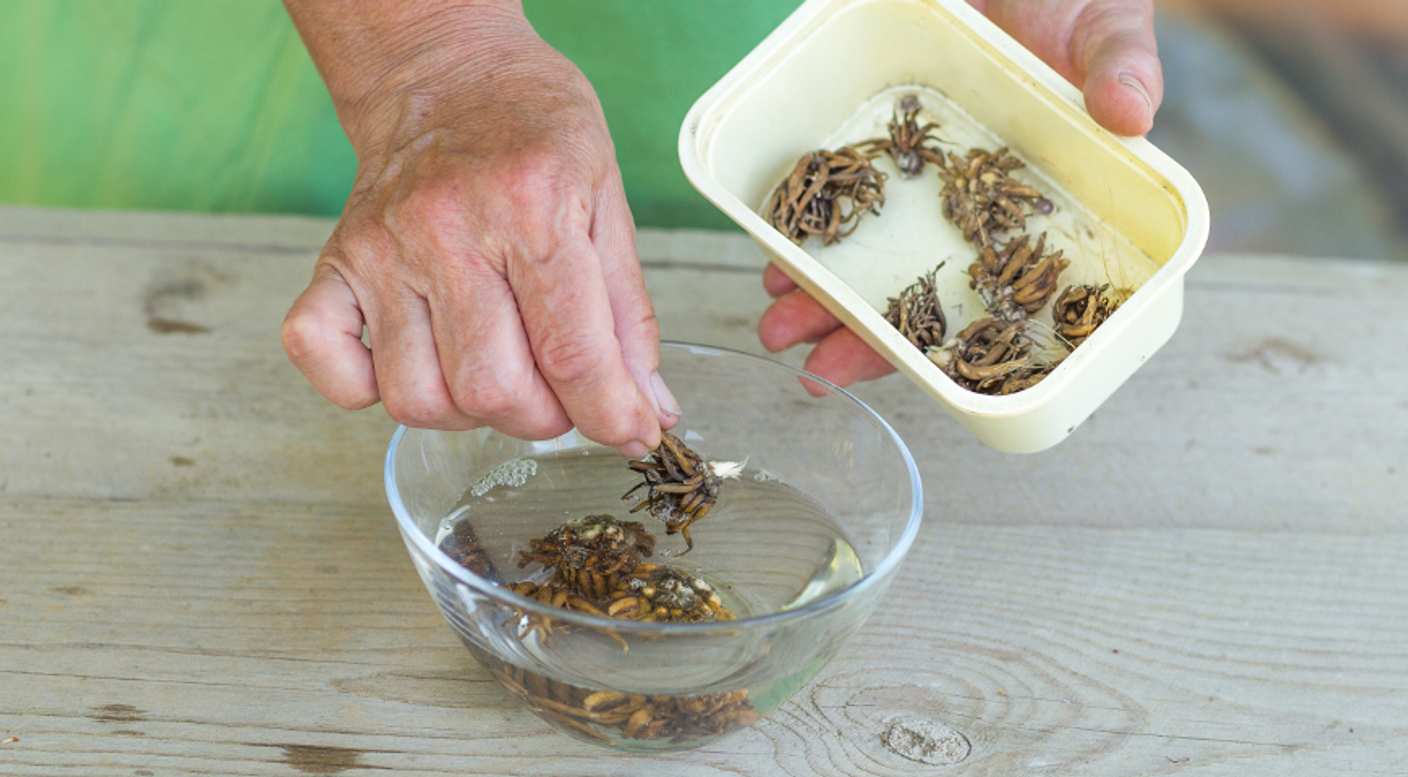Инструкция по посадке Ранункулюса