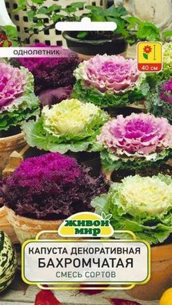 Капуста декоративная