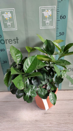 C. sinensis “Sanguinello moscato nucellare”