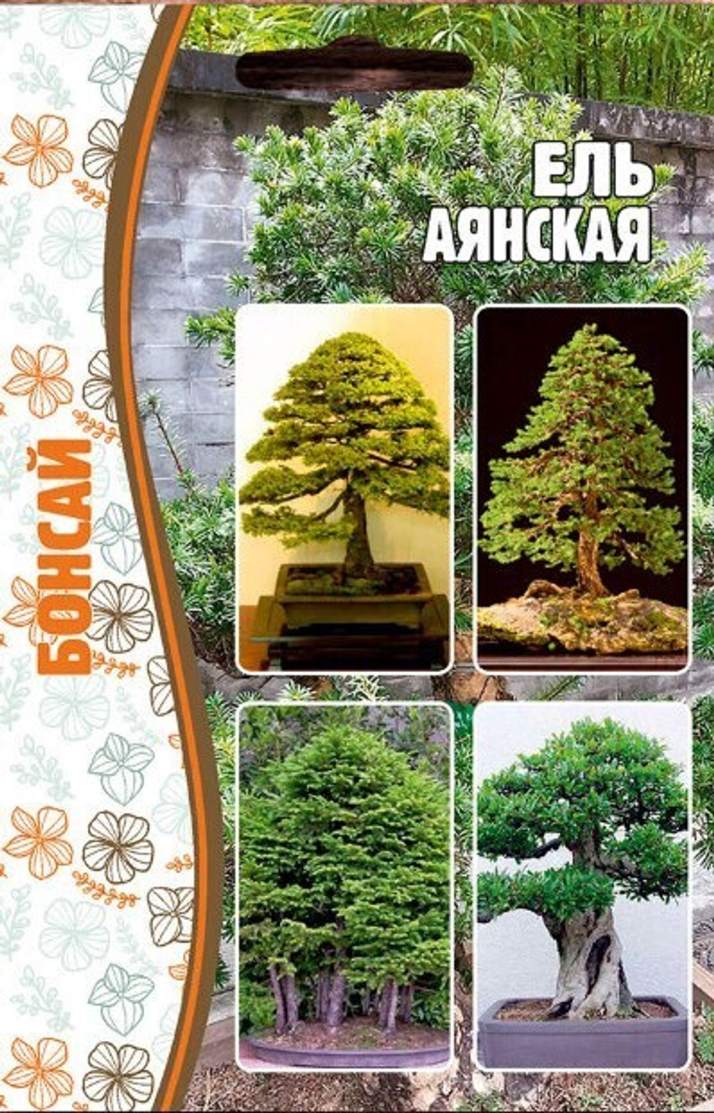 Ель Аянская