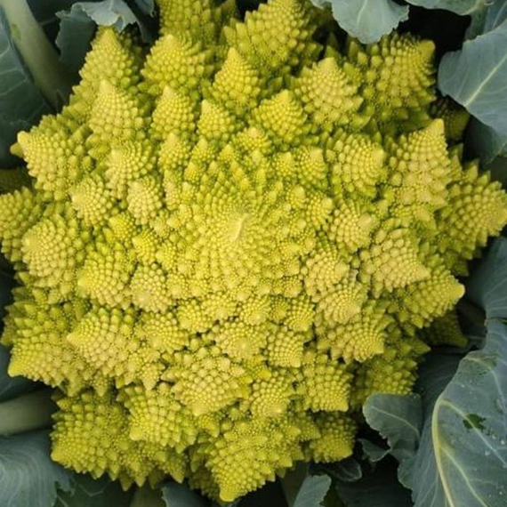 Вероника F1 семена капусты цветной (Bejo / Бейо) продукт – фото 7