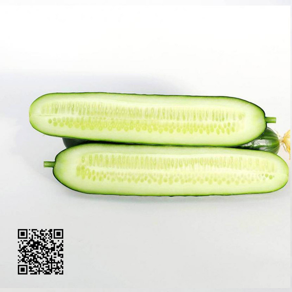 Волга_F1_семена_огурца_партенокарпического_(Гавриш)_культура – фото 2