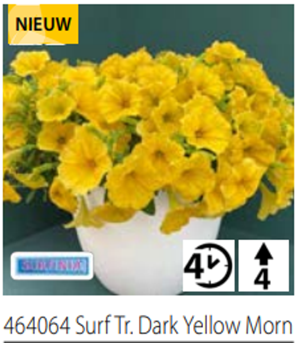 ЕВРО Петуния Surfinia® Trailing Dark Yellow Morn укореннный черенок ОКС март Koh