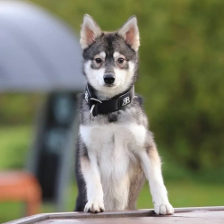 Ошейник Slip-On 4 см BullyBillows