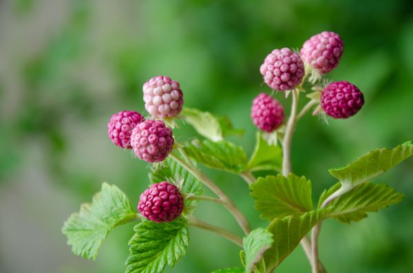 Ежевика с листочками. МК Анны Крахиной. Стилизация.