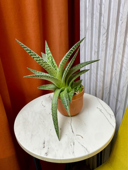 Алоэ Вариегата в терракоте, D12см Н25см, 1шт, Urban Jungle (7143)