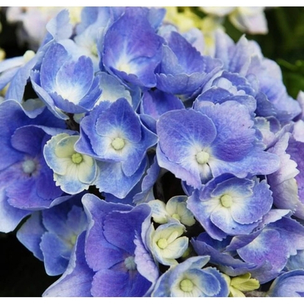 Forever & Ever Blue/Фореве Энд Эвер Блю (Стандарт поставки Р9)2025г.