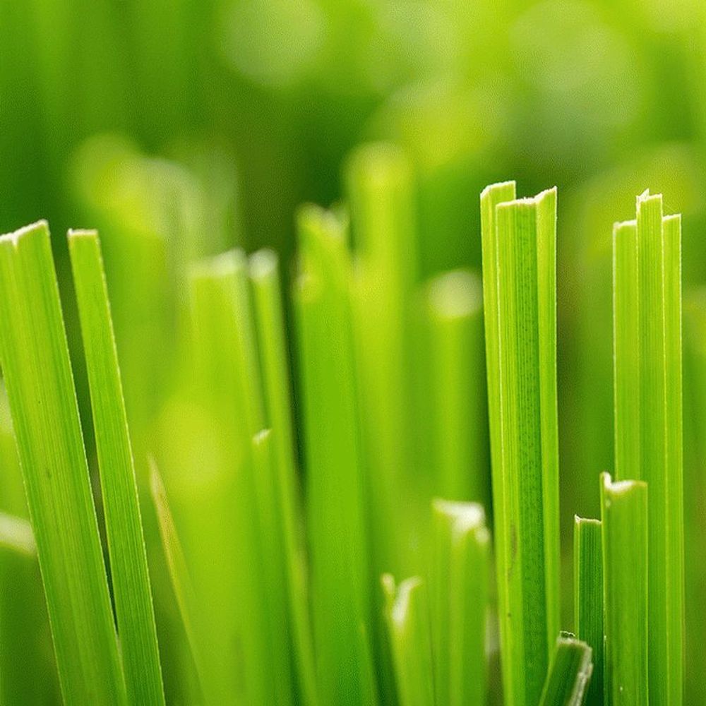 Свежескошенная трава (Fresh Cut Grass)