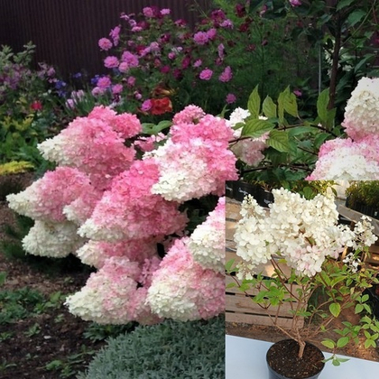 Гортензия метельчатая Ванилла Фрейз