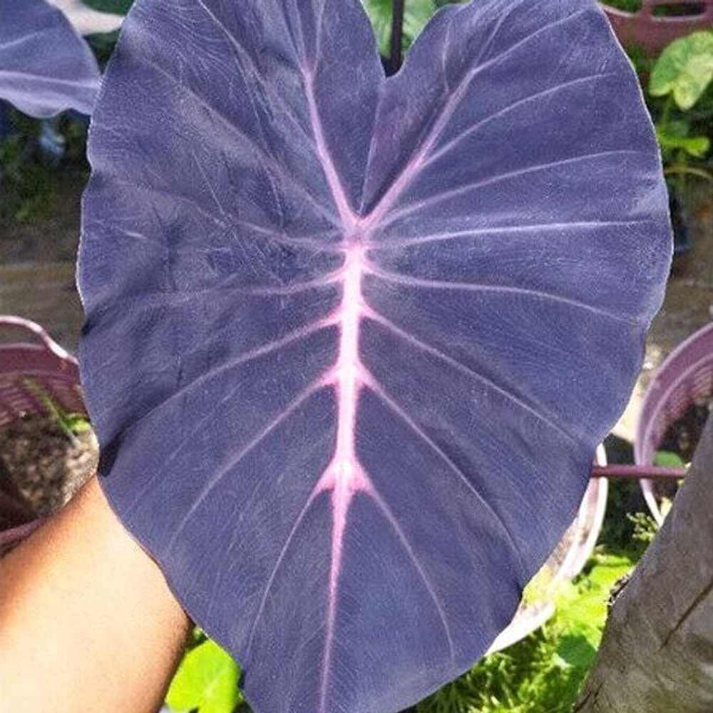 Колоказия MAMUANG