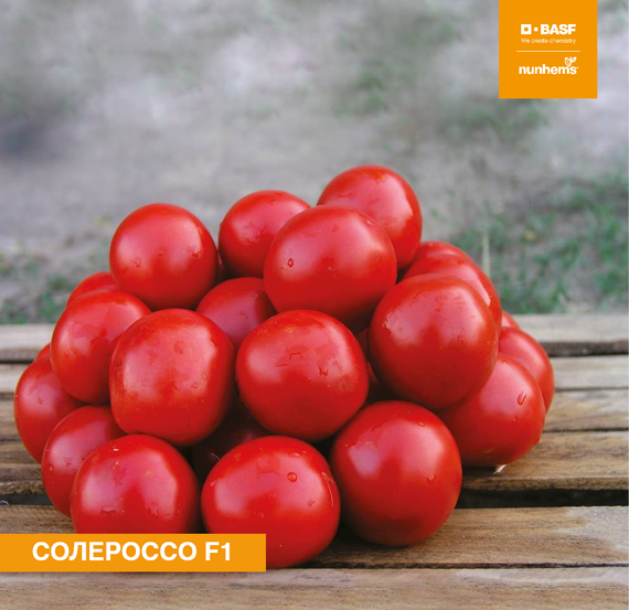 Солероссо F1 семена томата процессингового (Nunhems / ALEXAGRO) культура