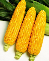 Бентам F1 семена кукурузы (Sakata / Саката)