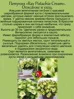 Петуния Фисташковый крем
