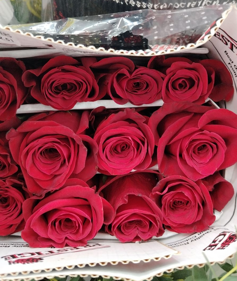 35 красных роз 50 см в упаковке