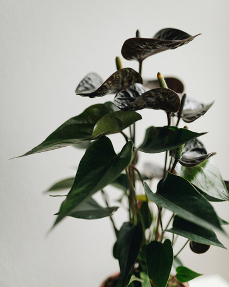 Антуриум Блэк Куин