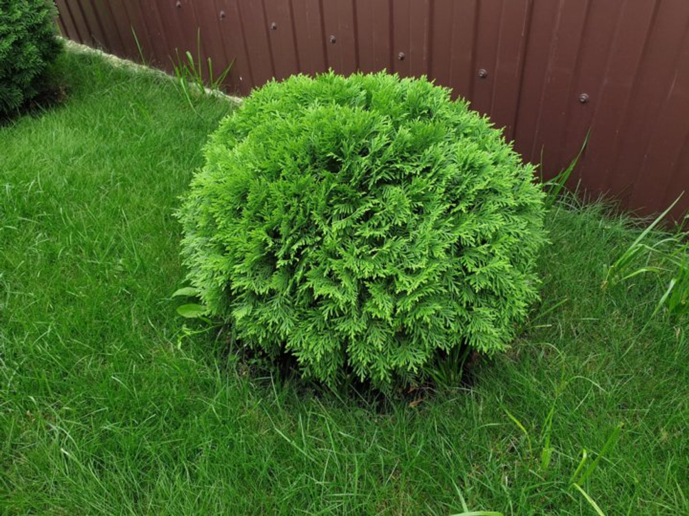 Туя западная Даника С3 20-30 см Закупка М54 май/июнь 2026