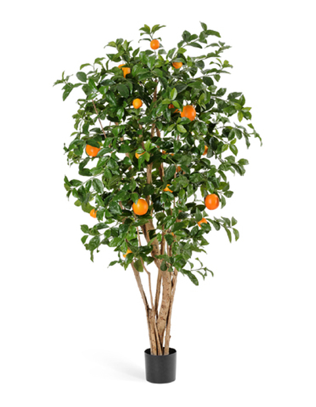 Апельсиновое дерево с плодами