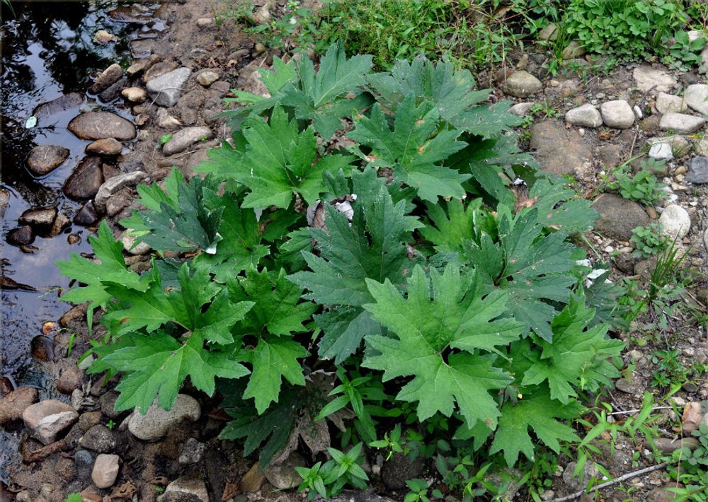 Белокопытник татеваки. Petasites tatewakianus.