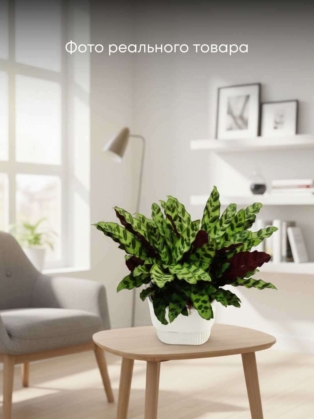 Калатея Leopard Pattern д.21