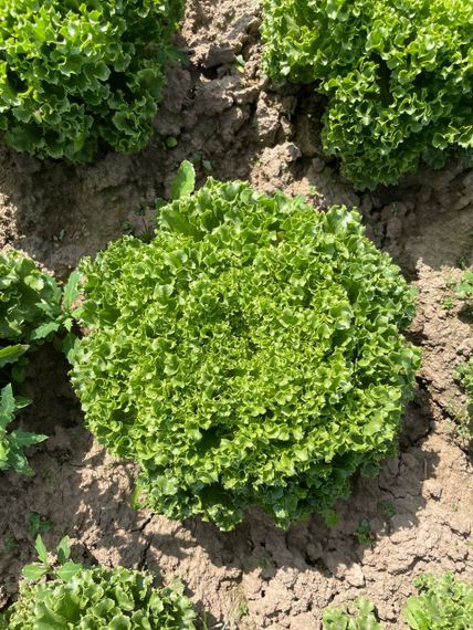 Лалик семена салата айсберг Rijk Zwaan-Райк Цваан описание