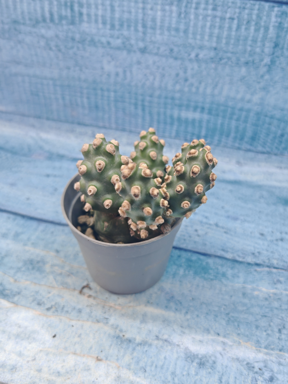 Tephrocactus Molinensis (Тефрокактус)