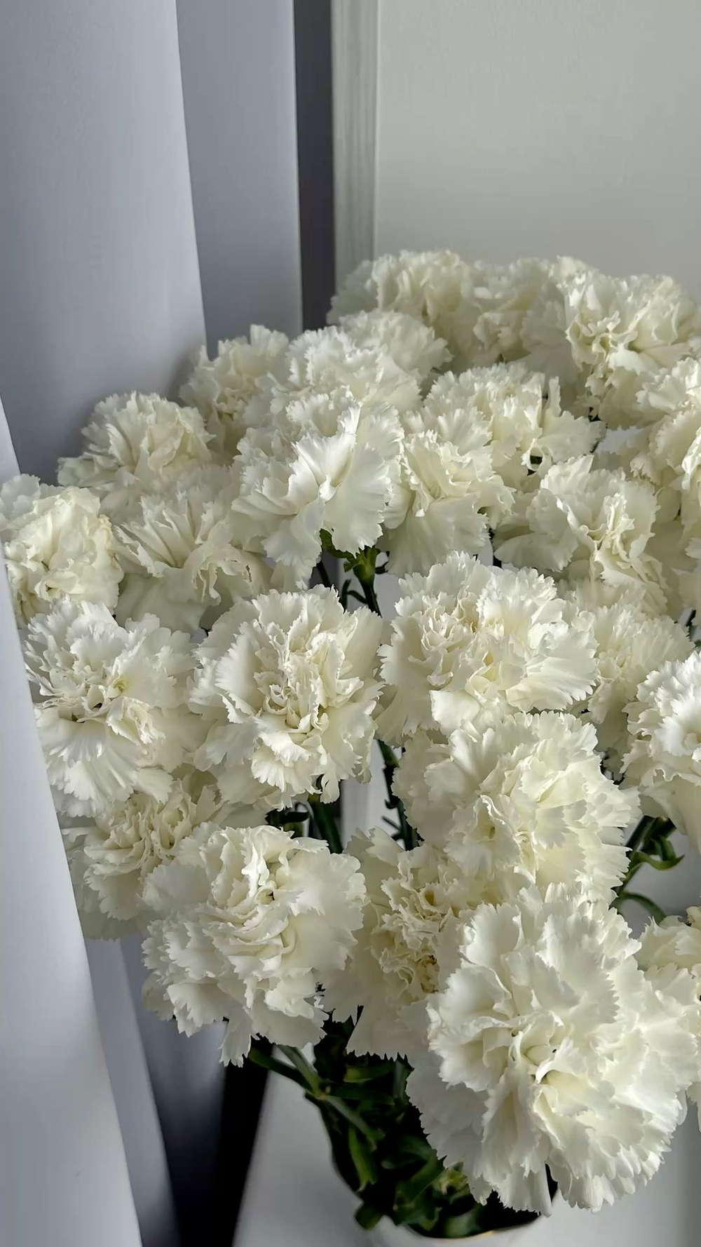 Гвоздика белая