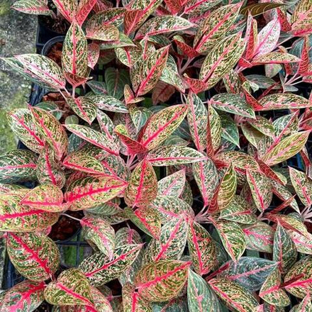 Аглаонема DIANA