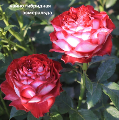Саженцы роз чайно гибридная ЭСМЕРАЛЬДА