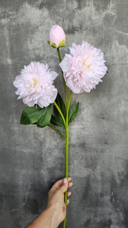 Пион / Арт 2271