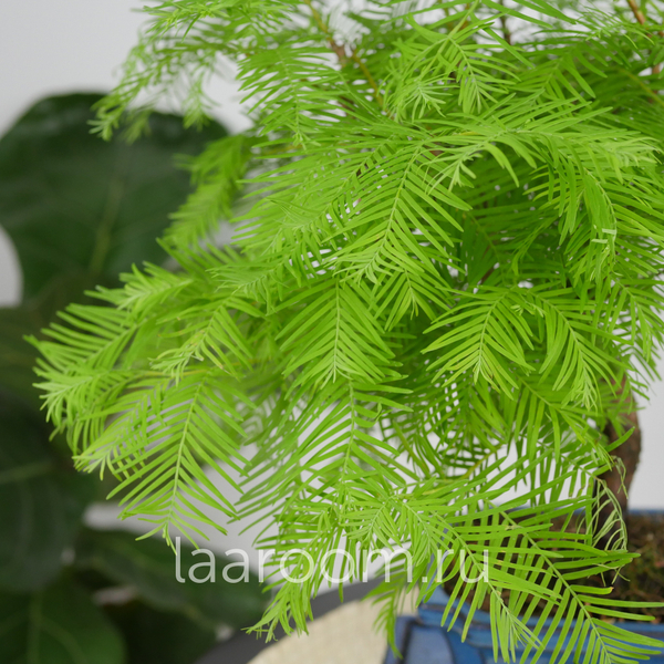 Бонсай Метасеквойя