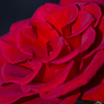 Экстаз — букет самых душистых в мире роз