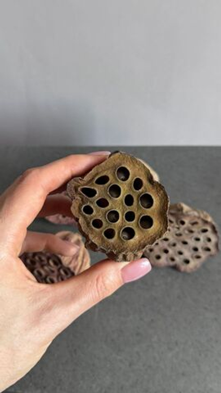 Лотос коробочки