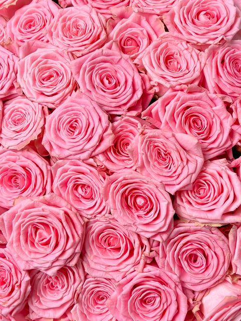 Розы России