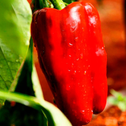 Перец сладкий Помпео F1