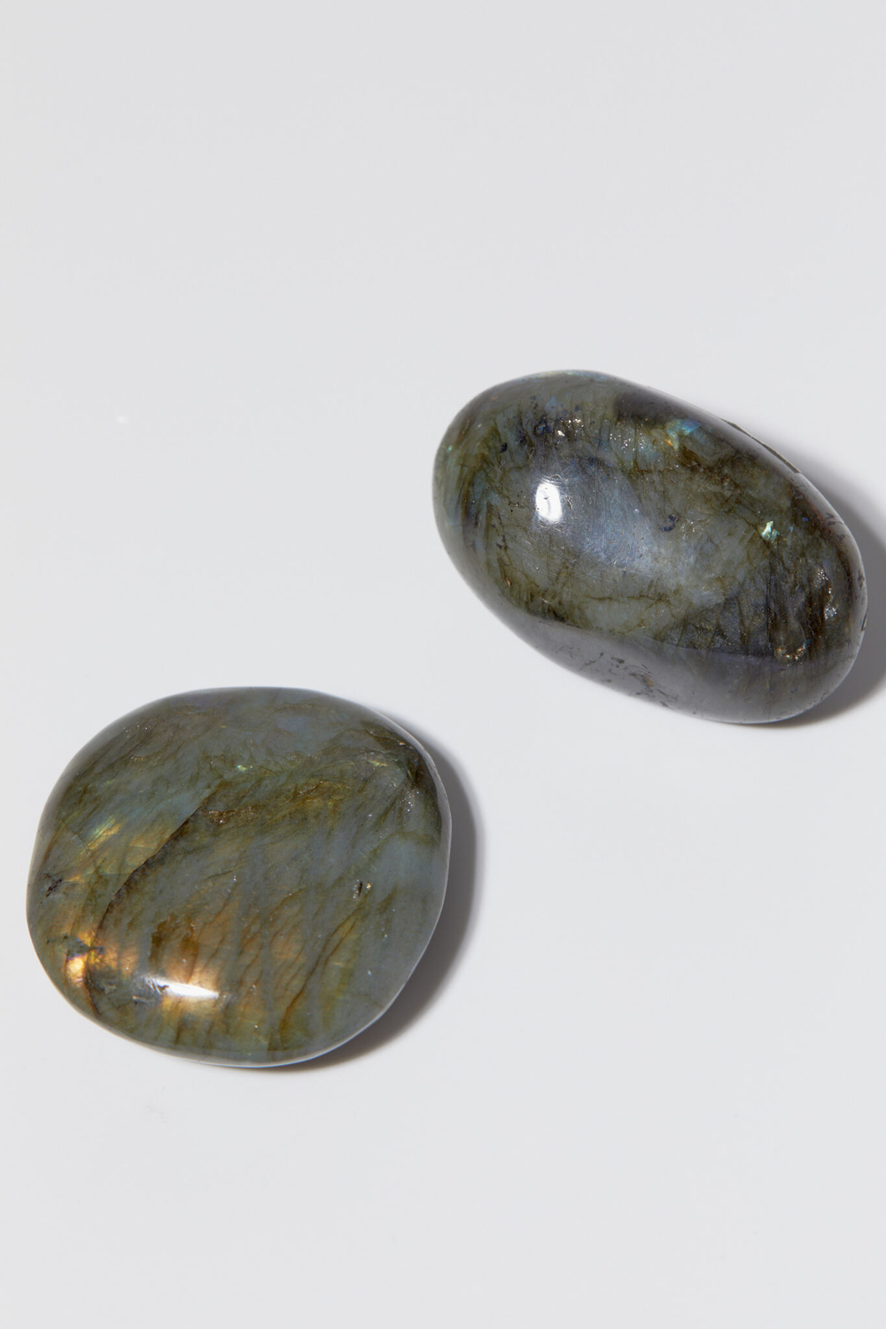 Лабрадор палмстоун M