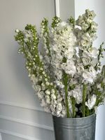 Дельфиниум