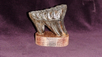 Зуб мамонтенка