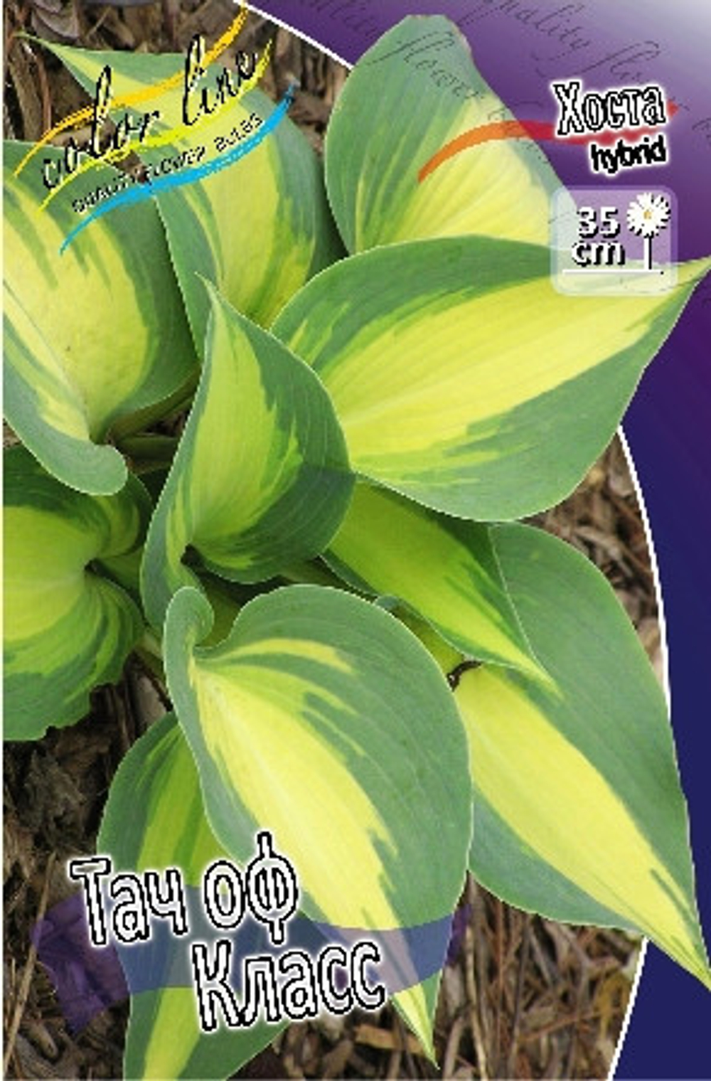 Hosta Touch Of Class