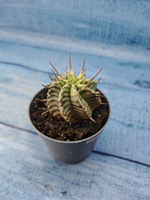 Euphorbia meloformis f. Variegated (Эуфорбия вариегатная)