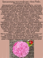 Хризантема Арес Пинк мультифлора