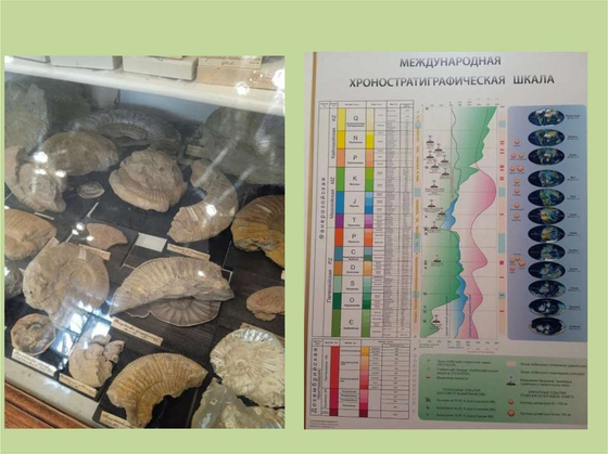 Коллекция "Палеонтологическая"