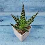 Aloe Bronze Lizard (Алоэ)