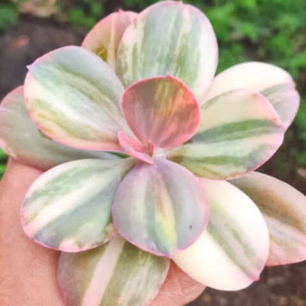 Эхеверия PRIMADONNA