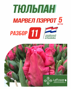 Тюльпан Луковица, Марвел Пэррот, 5шт